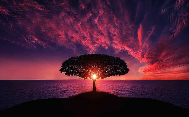 Tree Sunset Amazing
